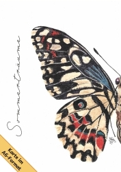 Grußkarte "Schmetterling - Sommerträume"